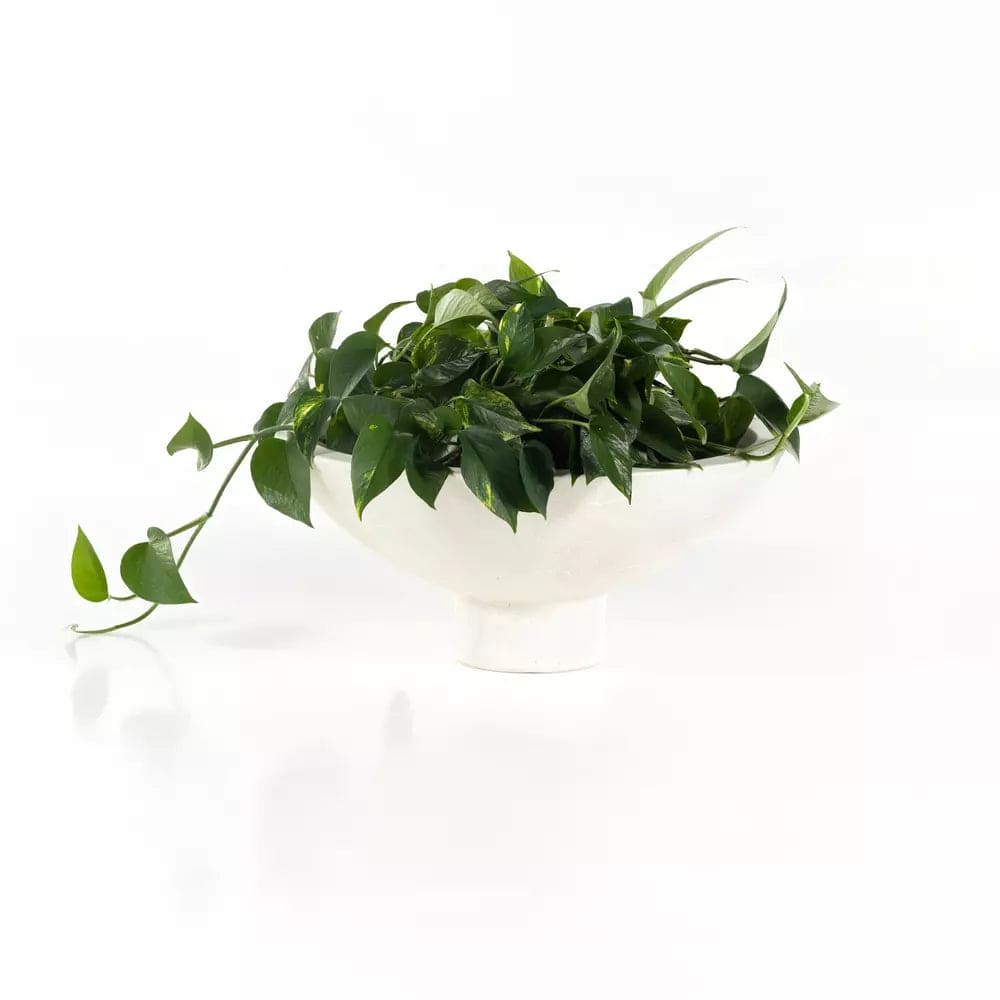 Pressler Outdoor Planter, Set Of 2