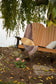 Finch - SeaAira Adirondack Swing
